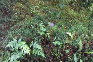 IMAG0009-640x427-530x354-Copy