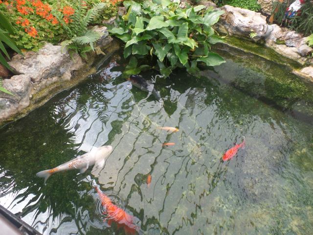 SAMSUNG CAMERA PICTURES