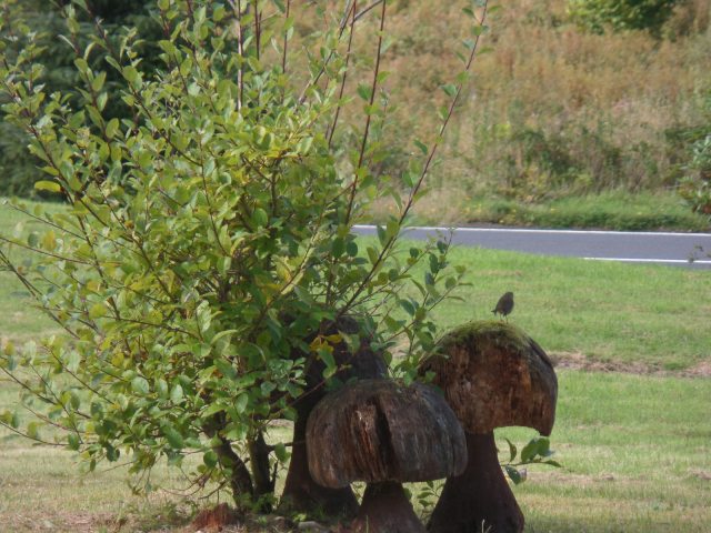 SAMSUNG CAMERA PICTURES