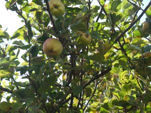 SAMSUNG CAMERA PICTURES